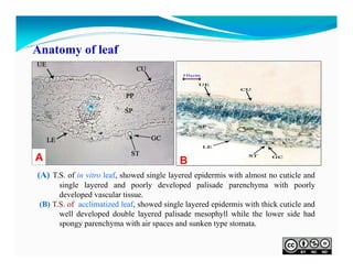 Anatomy of leaf

A

B

(A) T.S. of in vitro leaf, showed single layered epidermis with almost no cuticle and
single layered and poorly developed palisade parenchyma with poorly
developed vascular tissue.
(B) T.S. of acclimatized leaf, showed single layered epidermis with thick cuticle and
well developed double layered palisade mesophyll while the lower side had
spongy parenchyma with air spaces and sunken type stomata.

 