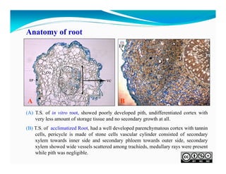 Anatomy of root

A

B

(A) T.S. of in vitro root, showed poorly developed pith, undifferentiated cortex with
very less amount of storage tissue and no secondary growth at all.
(B) T.S. of acclimatized Root, had a well developed parenchymatous cortex with tannin
cells, pericycle is made of stone cells vascular cylinder consisted of secondary
xylem towards inner side and secondary phloem towards outer side, secondary
xylem showed wide vessels scattered among trachieds, medullary rays were present
while pith was negligible.

 