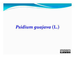 Psidium guajava (L.)

 