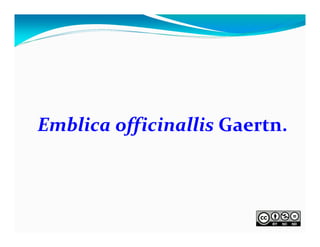 Emblica officinallis Gaertn.

 