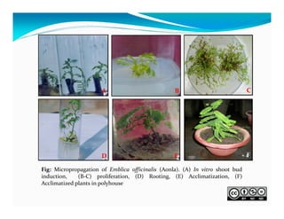 A

B

C

D

E

F

Fig: Micropropagation of Emblica officinalis (Aonla). (A) In vitro shoot bud
induction,
(B‐C) proliferation, (D) Rooting, (E) Acclimatization, (F)
Acclimatized plants in polyhouse

 