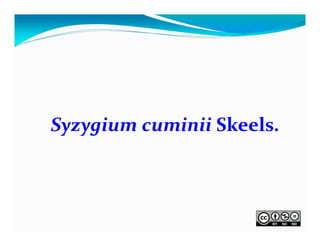 Syzygium cuminii Skeels.

 