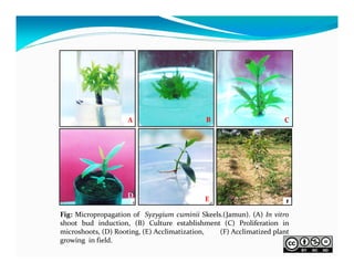 A

B

D

E

C

Fig: Micropropagation of Syzygium cuminii Skeels.(Jamun). (A) In vitro
shoot bud induction, (B) Culture establishment (C) Proliferation in
microshoots, (D) Rooting, (E) Acclimatization,
(F) Acclimatized plant
growing in field.

 