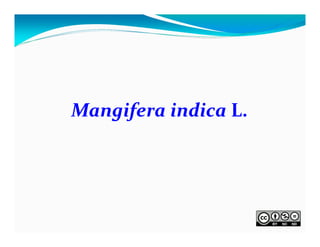 Mangifera indica L.

 