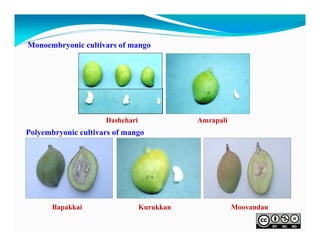 Monoembryonic cultivars of mango

Dashehari

Amrapali

Polyembryonic cultivars of mango

Bapakkai

Kurukkan

Moovandan

 