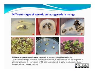 Different stages of somatic embryogenesis in mango

A

B

C

D

E

F

Different stages of somatic embryogenesis in mango (Mangifera indica L).
A-B Somatic embryo induction from nucellar tissues, C-Proliferation and development of
globular embryos, D- conversion of SE into heart shaped, E- early cotyledonary stage, Flate cotyledonary shaped embryo.

Cont…

 