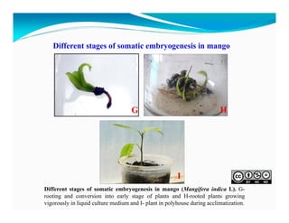 Different stages of somatic embryogenesis in mango

H

G

I
Different stages of somatic embryogenesis in mango (Mangifera indica L). Grooting and conversion into early stage of plants and H-rooted plants growing
vigorously in liquid culture medium and I- plant in polyhouse during acclimatization.

 