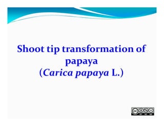 Shoot tip transformation of 
papaya 
(Carica papaya L.)

 