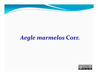 Aegle marmelos Corr.

 