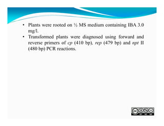 • Plants were rooted on ½ MS medium containing IBA 3.0
mg/l.
• Transformed plants were diagnosed using forward and
reverse primers of cp (410 bp), rep (479 bp) and npt II
(480 bp) PCR reactions.

 