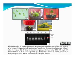 Fig: Papaya shoot tip transformation using Agrobacterium tumifaciens. (A) 0.5 cm long shoot tip
as an explant, (B) Selection and regeneration of transformed shoot tip using Kanamycin 150 mg/l
after 12 weeks, (C) Rooting in transformed papaya shootlets using IBA 3.0 mg/l, (D)
Acclimatization of PCR positive plantlet, (E) Acclimatized plants are under evaluation in
Transgenic glass house, (F) Gel picture showing 480 bp npt II bands.

 