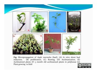 A

C

B

D

E

G
F
Fig: Micropropagation of Aegle marmelos (bael). (A) In vitro shoot bud
induction,
(B) proliferation, (C) Rooting, (D) Acclimatization, (E)
Acclimatized plants (F) 3 month old acclimatized plants in polyhouse (G)
Plant growing in field

 