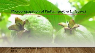 Micropropagation of Psidium guajava L. (Guava)
Presented by Patel Sabera Banu
BT 14
 