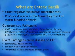 What are Enteric Bacilli
• Gram negative facultative anaerobic rods
• Produce diseases in the Alimentary Tract of
warm-blooded animals
Oppurtunistic Pathogens
• Coliforms- Escherichia, Klebsiella, Enterobacter, Serratia,
Citrobacter, Proteus, Providencia, Morganella common causes of
pneumonia, meningitis, septicaemia, UTI, wound infections
Overt Pathogens-cause disease on GIT
• Salmonella, Shigella, Yersinia
• Found in man at a time of infection
• Transmitted via fecal-oral route except Y. pestis
 
