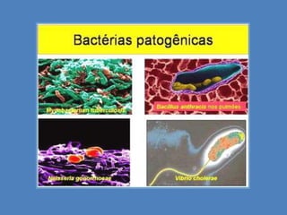Só são realmente vivos enquanto parasitam alguma célula. Fora delas não desempenham nenhuma função vital;