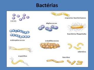 Sua classificação como ser vivo não é aceita por todos;