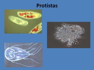 MicrorganismosVírus;
