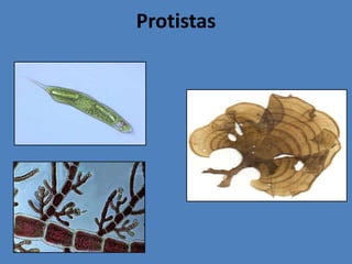 Protistas;