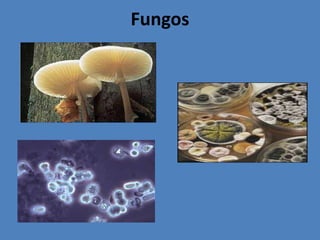 São as causadoras de inúmeras doenças em todos os outros seres vivos;