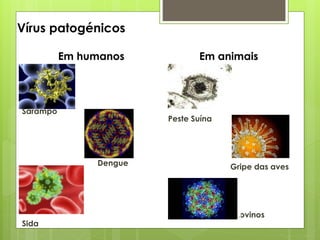 Vírus patogénicos
Peste Suína
Gripe das aves
Febre aftosa dos bovinos
Em humanos Em animais
Sarampo
Dengue
Sida
 