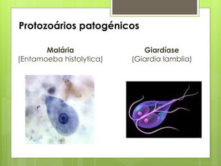 Protozoários patogénicos
Giardíase
(Giardia lamblia)
Malária
(Entamoeba histolytica)
 