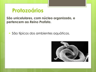 Protozoários
São unicelulares, com núcleo organizado, e
pertencem ao Reino Protista.
 São típicos dos ambientes aquáticos.
 