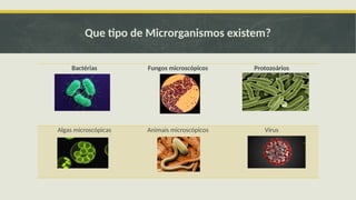 O Que São Microrganismos Todos São Prejudiciais? – AFVDF