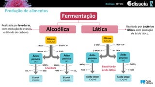 Biologia
Biologia
Realizada por leveduras,
com produção de etanol
e dióxido de carbono.
Produção de alimentos
Fermentação
Alcoólica Lática
Realizada por bactérias
láticas, com produção
de ácido lático.
Glicose
(C6H12O6)
Ácido
pirúvico
(3C)
Ácido
pirúvico
(3C)
Ácido lático
(C3H8OH)
NAD
2 NAD+ 2 ADP + 2P
2 NADH 2 ATP
Bactéria do
ácido lático
NADH2
NAD
NADH2
Ácido lático
(C3H8OH)
Glicose
(C6H12O6)
Ácido
pirúvico
(3C)
Ácido
pirúvico
(3C)
Etanol
(C3H8OH)
Etanol
(C3H8OH)
CO2 CO2
2 NAD+ 2 ADP + 2P
2 NADH 2 ATP
Levedura
NAD
NADH2
NAD
NADH2
 