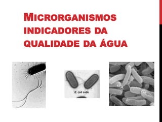 MICRORGANISMOS
INDICADORES DA

QUALIDADE DA ÁGUA

 