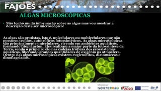 ALGAS MICROSCÓPICAS
• Não tenho muita informação sobre as algas mas vou mostrar a
descrição deste ser microscópico:
As algas são protistas, isto é, unicelulares ou multicelulares que não
possuem tecidos, autotróficos fotossintéticos. As algas microscópicas
são principalmente unicelulares, vivendo em ambientes aquáticos,
formando fitoplâncton. Eles realizam a maior parte da fotossíntese da
Terra, sendo o primeiro elo nas cadeias tróficas dos ecossistemas
aquáticos, liberando grandes quantidades de oxigênio na atmosfera.
Dentro das algas microscópicas existem euglenófitos, diatomáceas e
dinoflagelados.
 