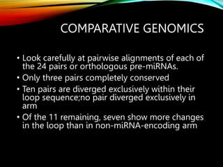 COMPARATIVE GENOMICS
• Look carefully at pairwise alignments of each of
the 24 pairs or orthologous pre-miRNAs.
• Only three pairs completely conserved
• Ten pairs are diverged exclusively within their
loop sequence;no pair diverged exclusively in
arm
• Of the 11 remaining, seven show more changes
in the loop than in non-miRNA-encoding arm
 