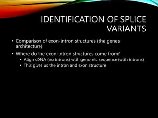 IDENTIFICATION OF SPLICE
VARIANTS
• Comparison of exon-intron structures (the gene’s
architecture)
• Where do the exon-intron structures come from?
• Align cDNA (no introns) with genomic sequence (with introns)
• This gives us the intron and exon structure
 