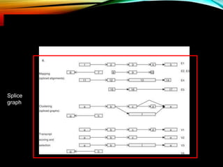 Splice
graph
Spliced alignments of cDNAs on the genome (E1–E5) are clustered along the genomic axis and
consolidated into splice graphs. Vertices in the splice graph represent exons (a–h), arcs are introns
connecting the exons consistently with the cDNA evidence, and a branching in the graph signals an
alternative splicing event. Splice variants (V1–V4) are read from the graph as paths from a source vertex
(with no ‘in’ arc) to a sink vertex (with no ‘out’ arc).
 