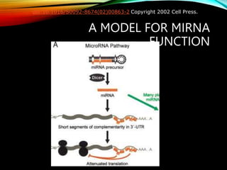 A MODEL FOR MIRNA
FUNCTION
doi:10.1016/S0092-8674(02)00863-2 Copyright 2002 Cell Press.
 