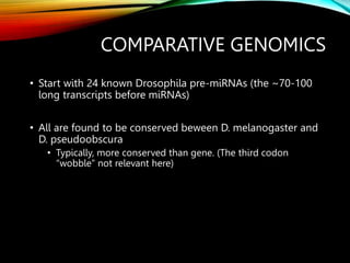 COMPARATIVE GENOMICS
• Start with 24 known Drosophila pre-miRNAs (the ~70-100
long transcripts before miRNAs)
• All are found to be conserved beween D. melanogaster and
D. pseudoobscura
• Typically, more conserved than gene. (The third codon
“wobble” not relevant here)
 