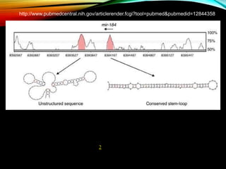 miRNA genes are isolated, evolutionarily conserved genomic sequences that have the capacity to
form extended stem-loop structures as RNA. Shown are VISTA plots of globally aligned sequence
from D. melanogaster and D. pseudoobscura, in which the degree of conservation is represented by
the height of the peak. This particular region contains a conserved sequence identified in this study
that adopts a stem-loop structure characteristic of known miRNAs. Expression of this sequence
was confirmed by northern analysis (Table 2), and it was subsequently determined to be the fly
ortholog of mammalian mir-184. Most conserved sequences do not have the ability to form
extended stem-loops, as evidenced by the fold adopted by the sequence in the neighboring peak.
http://www.pubmedcentral.nih.gov/articlerender.fcgi?tool=pubmed&pubmedid=12844358
 