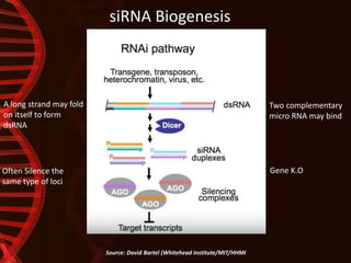 siRNA Biogenesis
Source: David Bartel (Whitehead Institute/MIT/HHMI)
A long strand may fold
on itself to form
dsRNA
Two complementary
micro RNA may bind
Often Silence the
same type of loci
Gene K.O
 