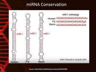 miRNA Conservation
Source: David Bartel (Whitehead Institute/MIT/HHMI)
miR-1 found in muscle cells
 