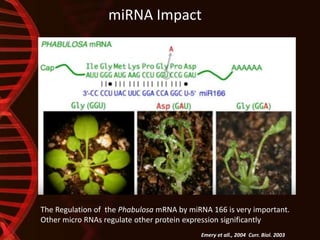 miRNA Impact
Emery et all., 2004 Curr. Biol. 2003
The Regulation of the Phabulosa mRNA by miRNA 166 is very important.
Other micro RNAs regulate other protein expression significantly
 