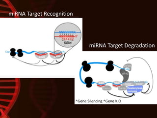 miRNA Target Recognition
^Gene Silencing ^Gene K.O
miRNA Target Degradation
 