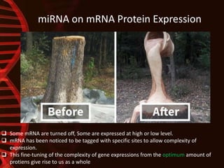 miRNA on mRNA Protein Expression
 Some mRNA are turned off, Some are expressed at high or low level.
 mRNA has been noticed to be tagged with specific sites to allow complexity of
expression.
 This fine-tuning of the complexity of gene expressions from the optimum amount of
protiens give rise to us as a whole
 
