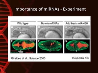 Importance of miRNAs - Experiment
Using Zebra fish
 