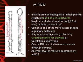 miRNA
Slide share Images
• miRNAs are non-coding RNAs in hair pin-like
structure found only in Eukaryotes
• Single stranded and small in size (˷22 nt
long). It folds back on itself
• Comprise one of the more classes of gene
regulatory molecules
• Play important regulatory roles in by
targeting mRNAs for cleavage or
translational repression
• One miRNA can bind to more than one
mRNA (Vice versa)
• Aberrant level of mRNA is controlled by
miRNA
 