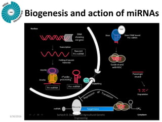 Biogenesis and action of miRNAs
3/30/2016
Sarbesh D. Dangol, PhD Agricultural Genetic
Engineering
 
