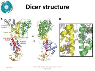Dicer structure
3/30/2016
Sarbesh D. Dangol, PhD Agricultural Genetic
Engineering
 