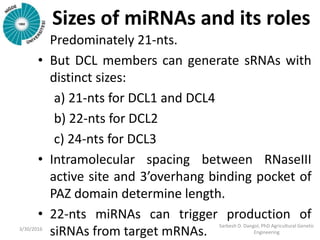 Sizes of miRNAs and its roles
• Predominately 21-nts.
• But DCL members can generate sRNAs with
distinct sizes:
a) 21-nts for DCL1 and DCL4
b) 22-nts for DCL2
c) 24-nts for DCL3
• Intramolecular spacing between RNaseIII
active site and 3’overhang binding pocket of
PAZ domain determine length.
• 22-nts miRNAs can trigger production of
siRNAs from target mRNAs.3/30/2016
Sarbesh D. Dangol, PhD Agricultural Genetic
Engineering
 