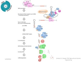 3/30/2016
Sarbesh D. Dangol, PhD Agricultural Genetic
Engineering
 