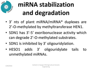 miRNA stabilization
and degradation
• 3’ nts of plant miRNA/miRNA* duplexes are
2’-O-methylated by methyltransferase HEN1.
• SDN1 has 3’-5’ exoribonuclease activity which
can degrade 2’-O-methylated substrates.
• SDN1 is inhibited by 3’ oligouridylation.
• HESO1 adds 3’ oligouridylate tails to
unmethylated miRNAs.
3/30/2016
Sarbesh D. Dangol, PhD Agricultural Genetic
Engineering
 