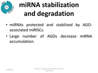 miRNA stabilization
and degradation
• miRNAs protected and stabilized by AGO-
associated miRISCs.
• Large number of AGOs decrease miRNA
accumulation.
3/30/2016
Sarbesh D. Dangol, PhD Agricultural Genetic
Engineering
 