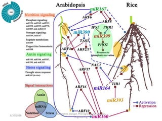 3/30/2016
Sarbesh D. Dangol, PhD Agricultural Genetic
Engineering
 